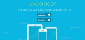 kingo-root